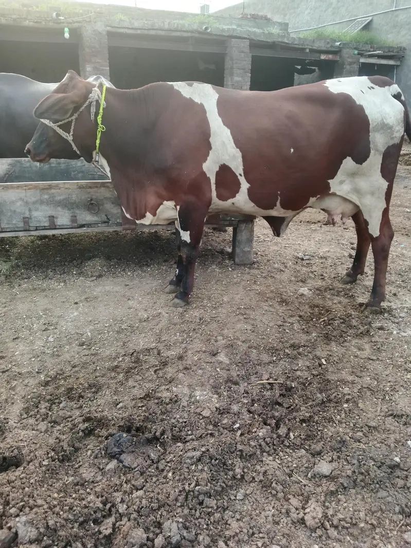 Cow/Cross Cow. /Wachi/Bufflao — photo 3