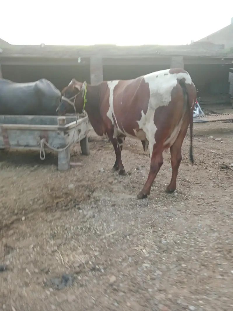 Cow/Cross Cow. /Wachi/Bufflao — photo 4