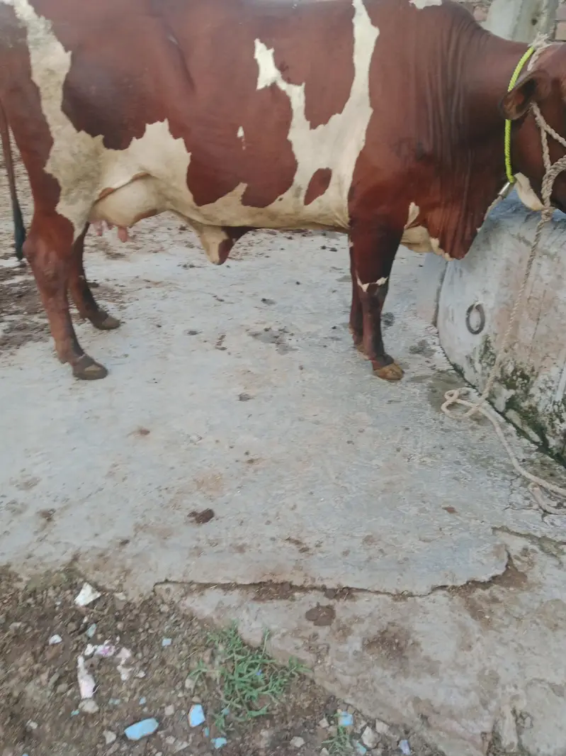 Cow/Cross Cow. /Wachi/Bufflao — photo 5