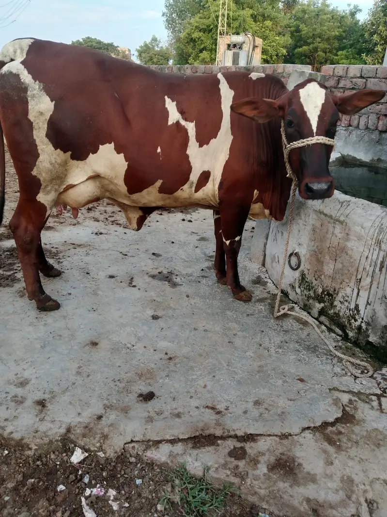Cow/Cross Cow. /Wachi/Bufflao — photo 6