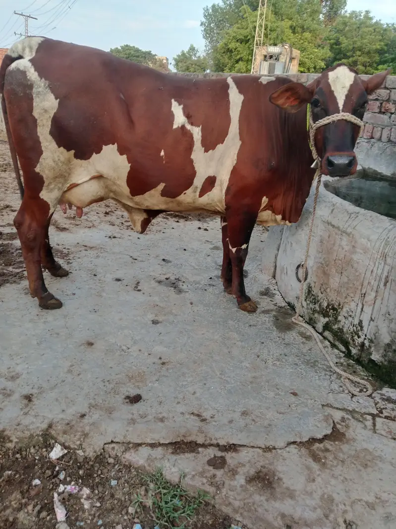 Cow/Cross Cow. /Wachi/Bufflao — photo 7