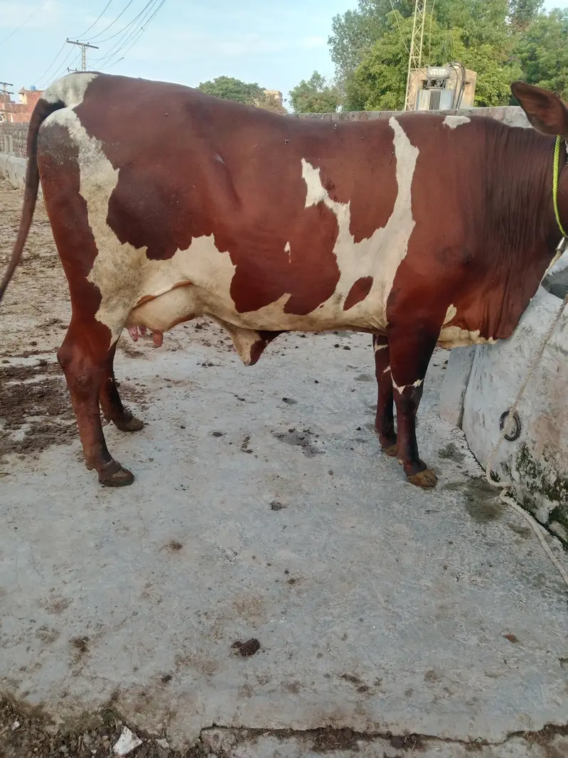 Cow/Cross Cow. /Wachi/Bufflao — photo 8