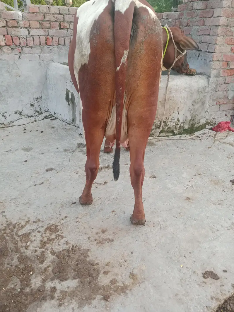 Cow/Cross Cow. /Wachi/Bufflao — photo 9