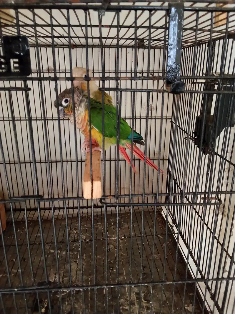 Pineapple and yellow sided conuor pair with DNA — photo 2