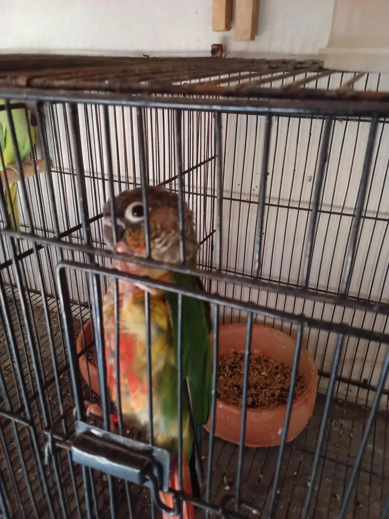 Pineapple and yellow sided conuor pair with DNA — photo 3
