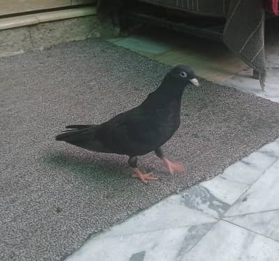 black beauty