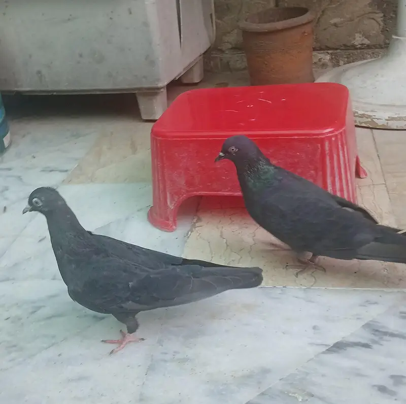 black beauty — photo 2