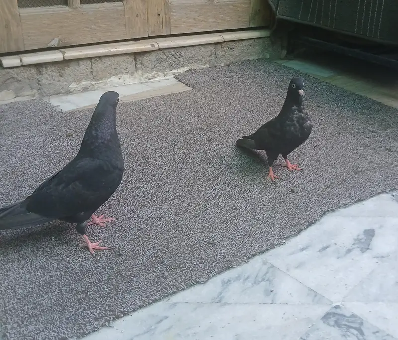 black beauty — photo 5