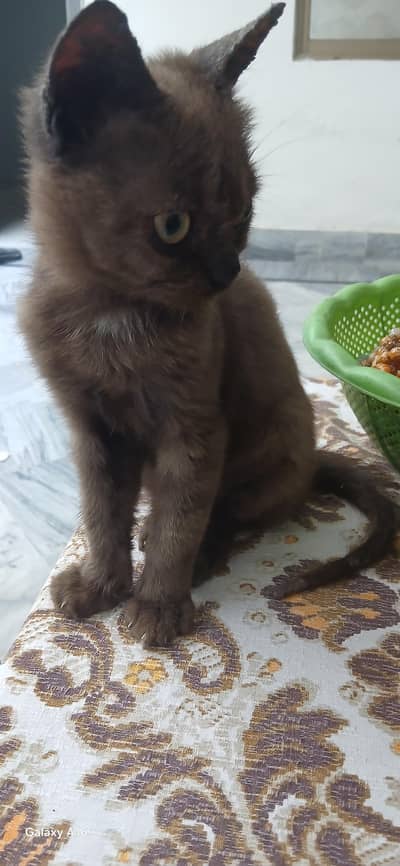 pesian kitten