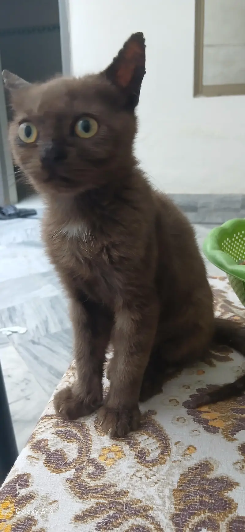 pesian kitten — photo 2