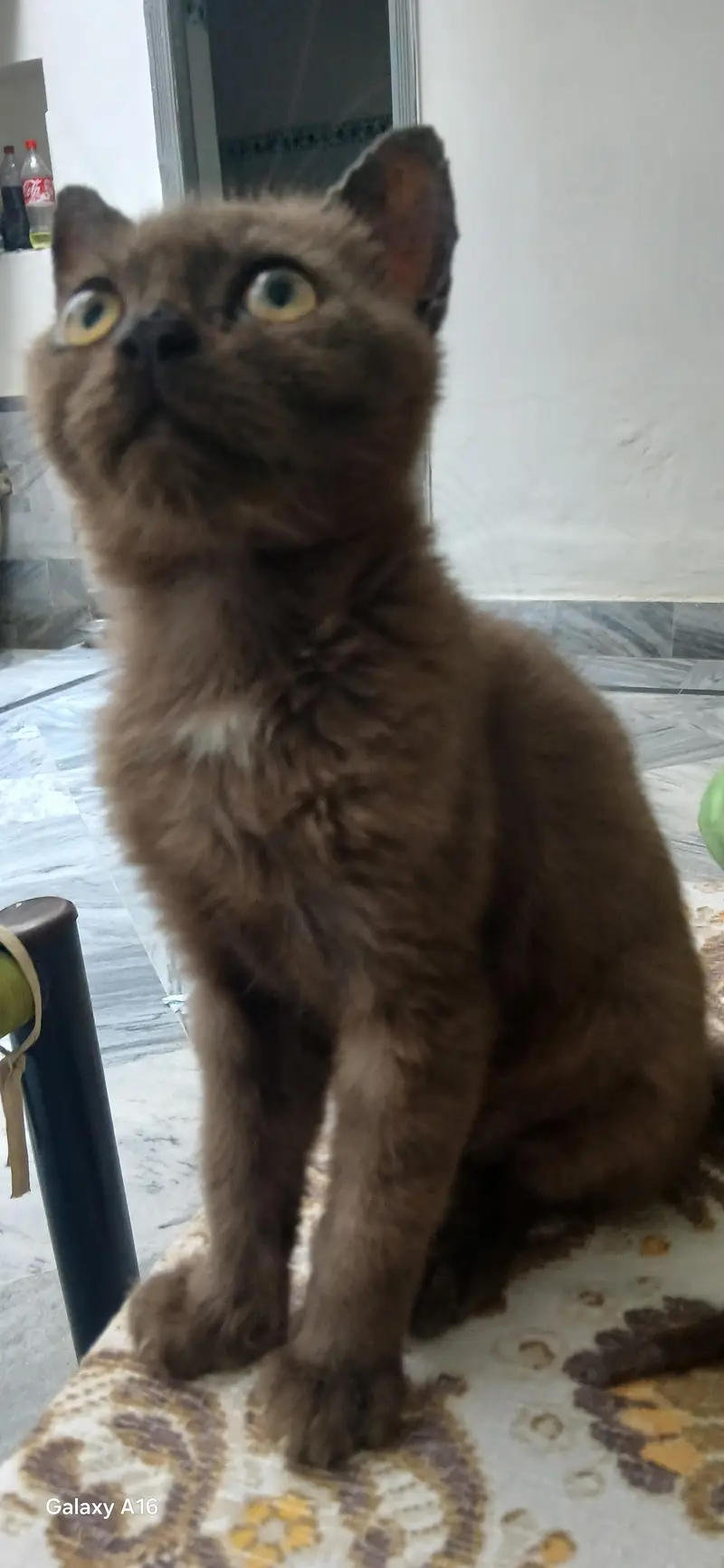 pesian kitten — photo 3