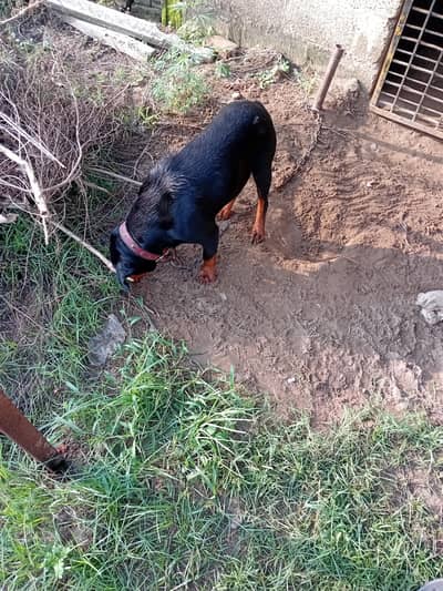 urgently sale heat up breeder granty. German radar.