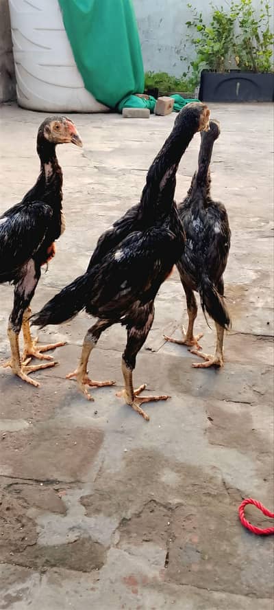 Blue shamo chicks