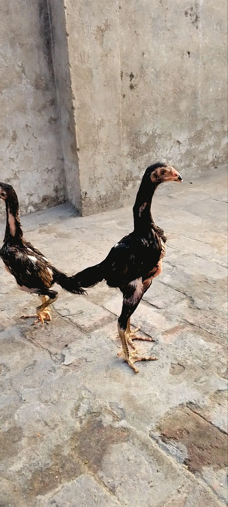 Blue shamo chicks — photo 2