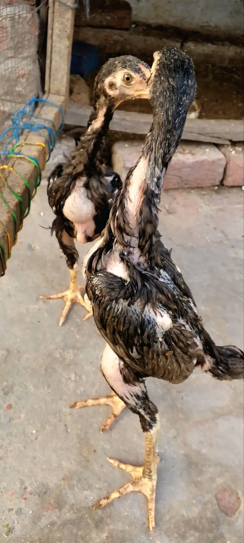 Blue shamo chicks — photo 3