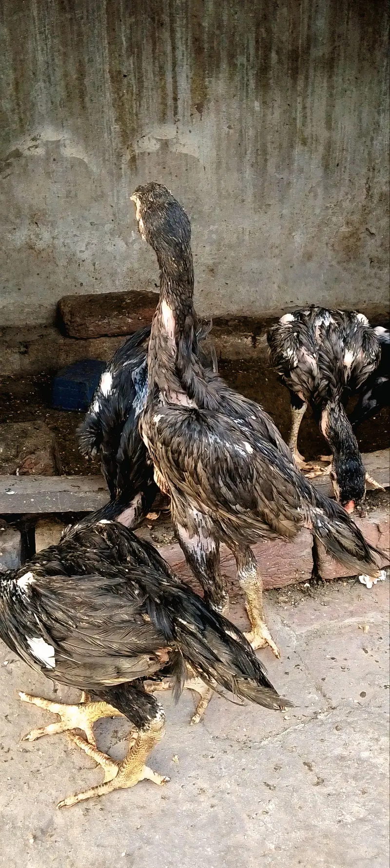 Blue shamo chicks — photo 4