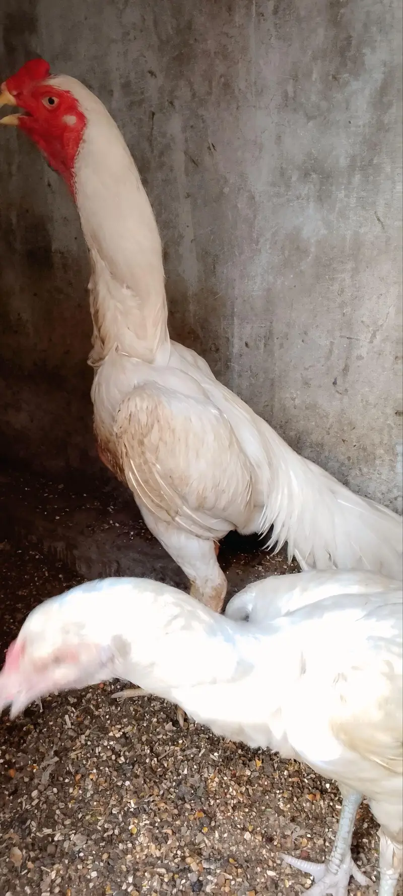 Blue shamo chicks — photo 7