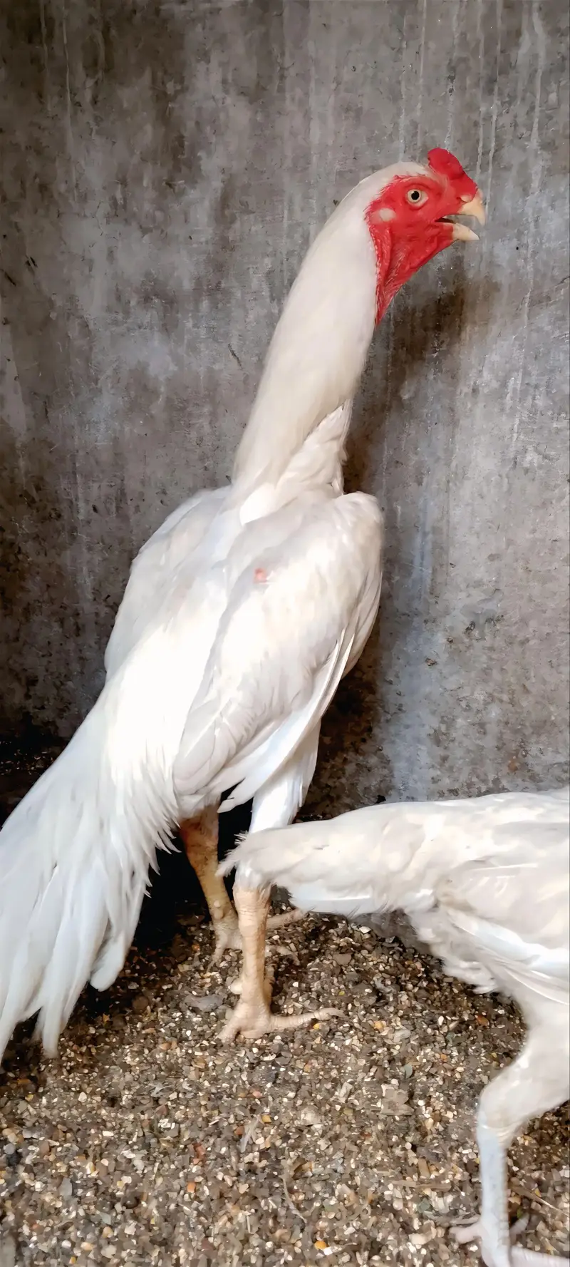 Blue shamo chicks — photo 8