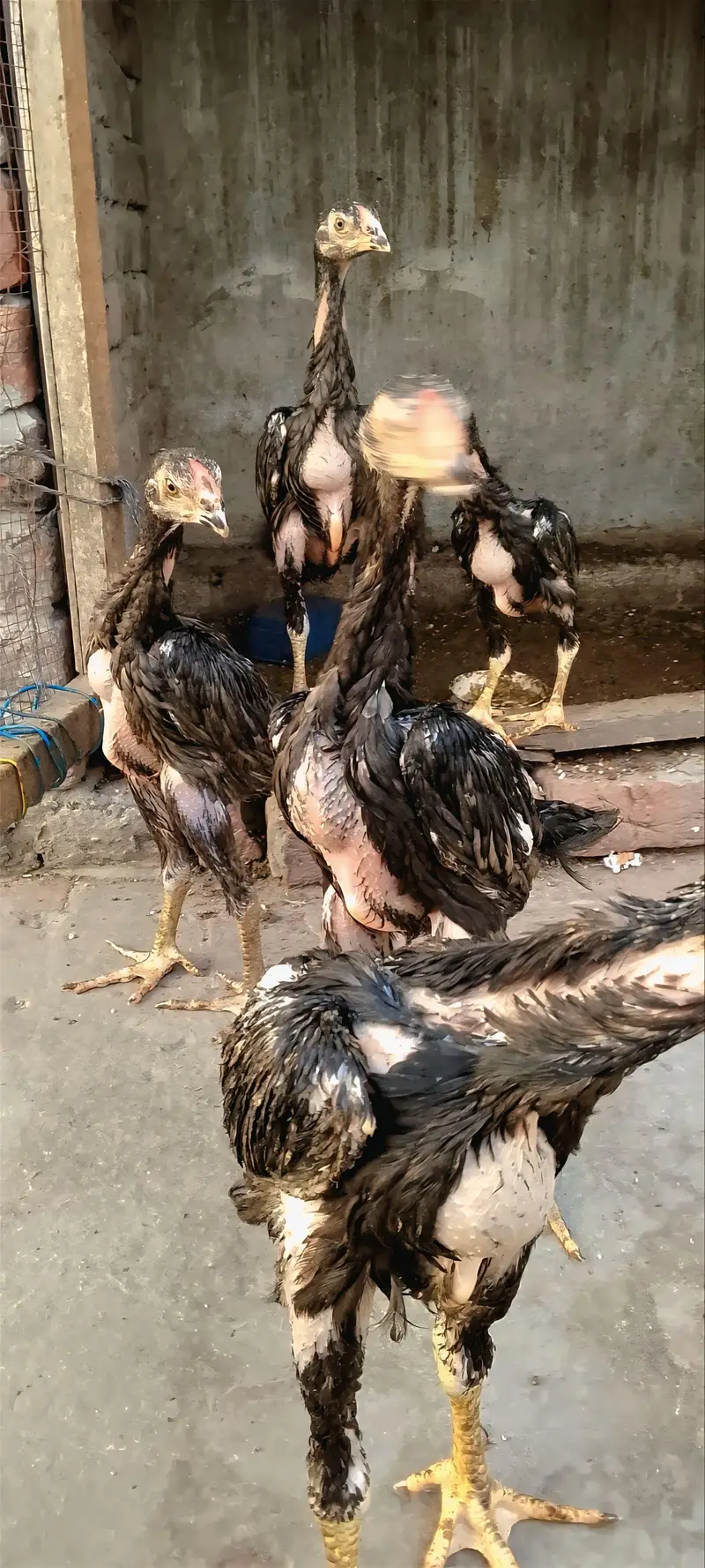 Blue shamo chicks — photo 9