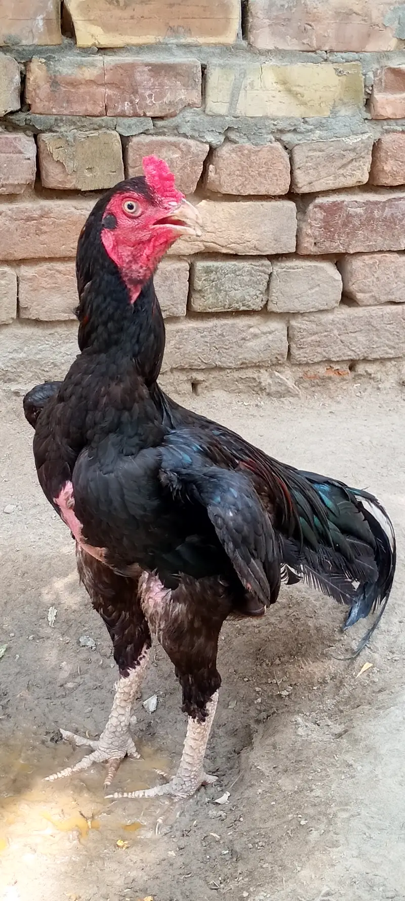 Aseel murga For sell 6000 — photo 2