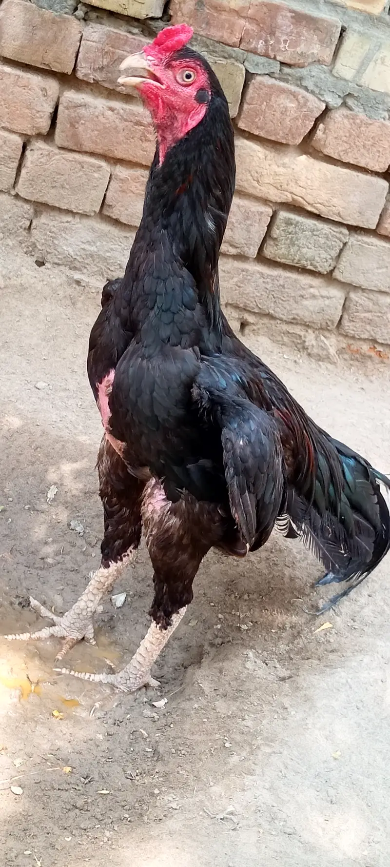 Aseel murga For sell 6000 — photo 3