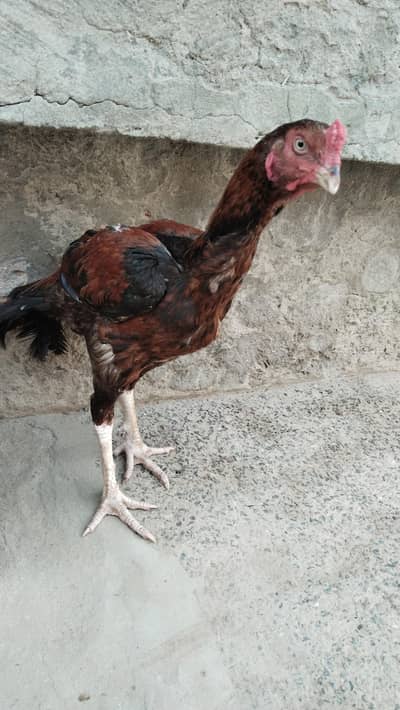 payor Aseel morga