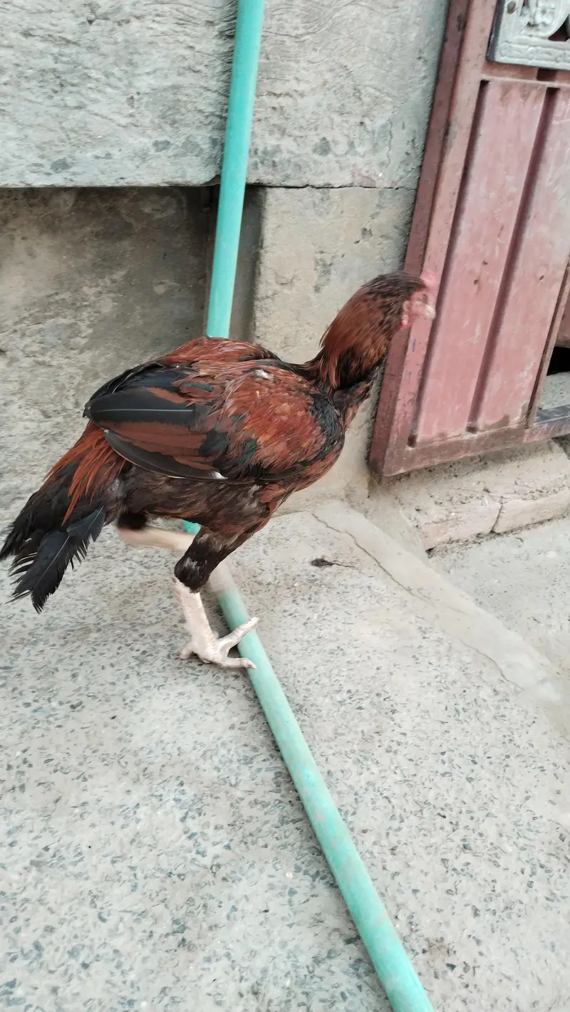 payor Aseel morga — photo 2
