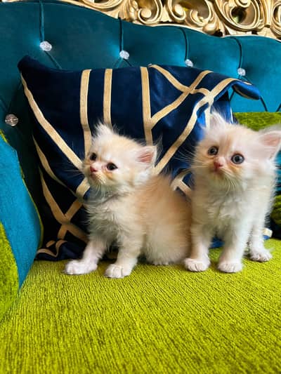 Female Persian Kitten
