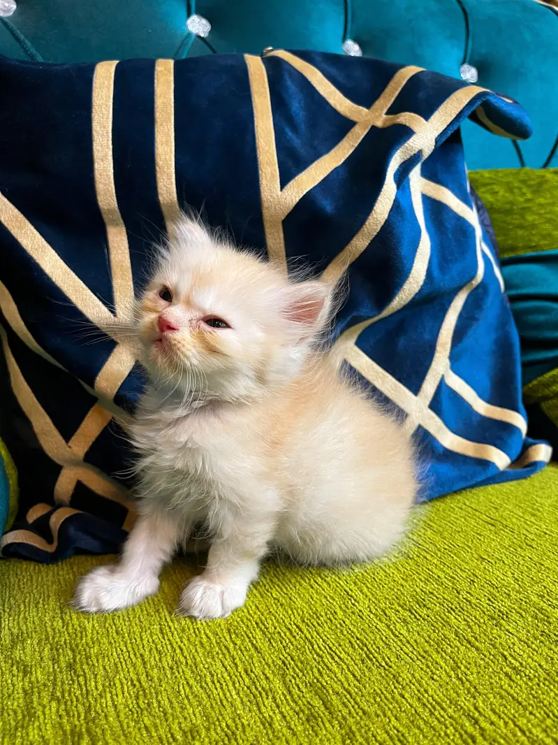 Female Persian Kitten — photo 2
