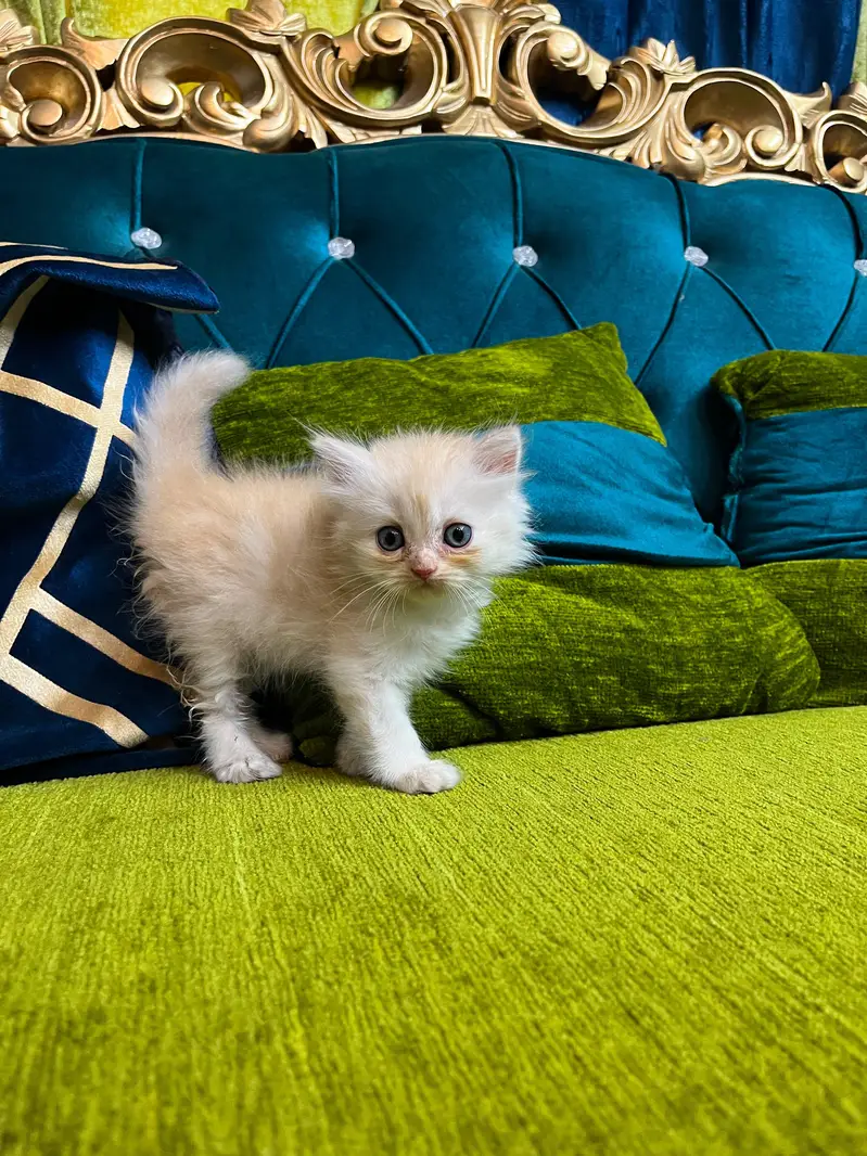 Female Persian Kitten — photo 3