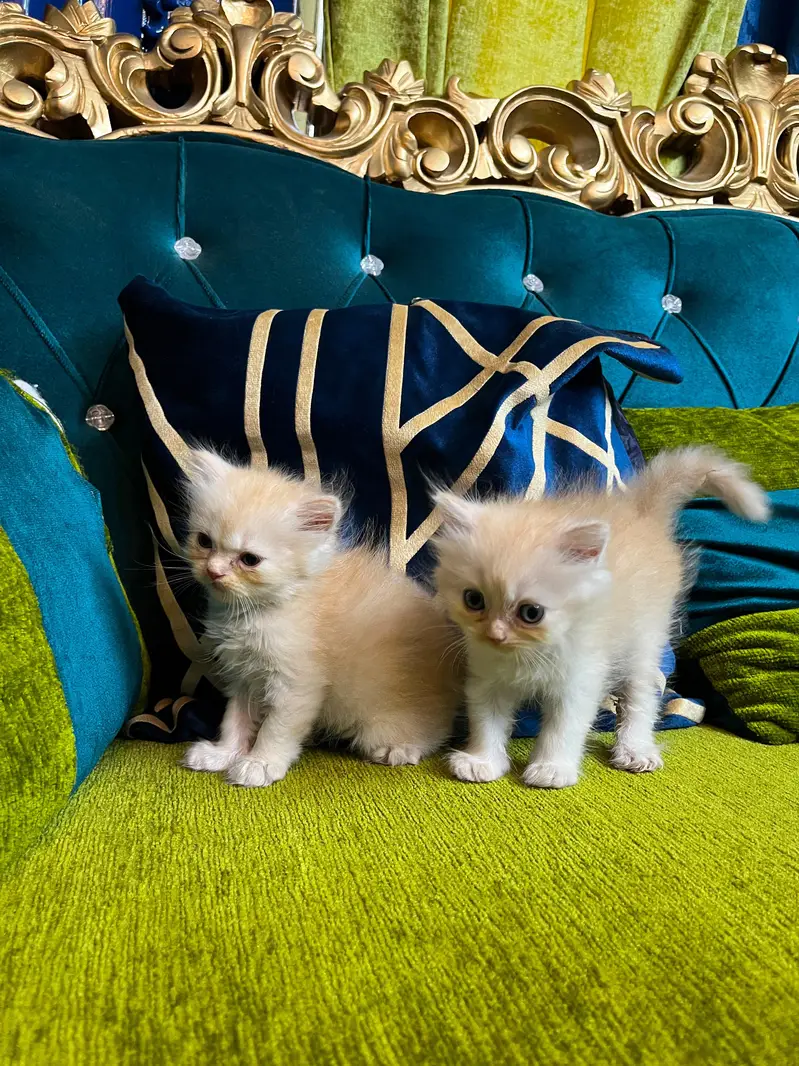 Female Persian Kitten — photo 4