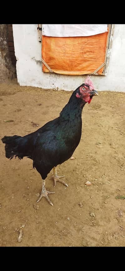 mushkil bangum Madi for sale