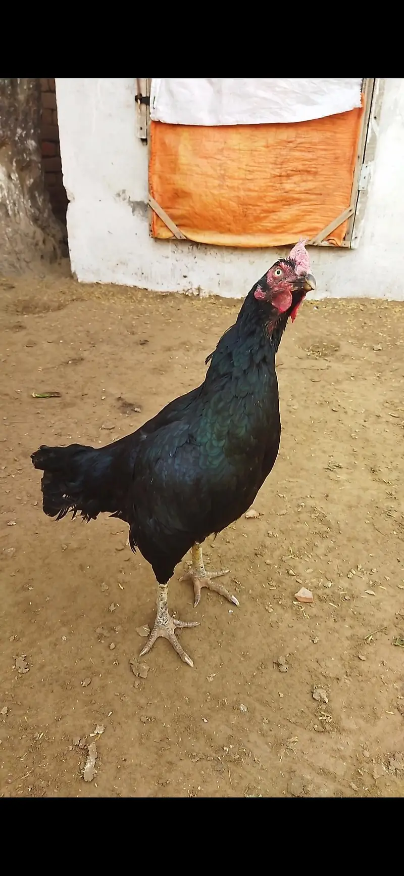 mushkil bangum Madi for sale — photo 2