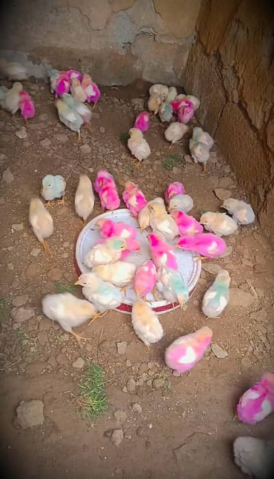 30 Chuzy Forsale price 1100