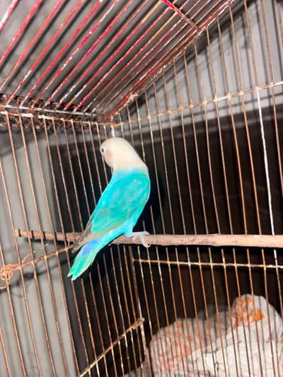 blue opaline Pair (Love Bird)