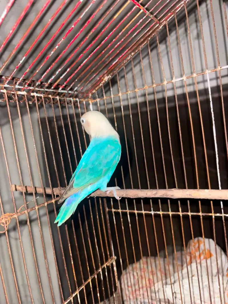 blue opaline Pair (Love Bird)