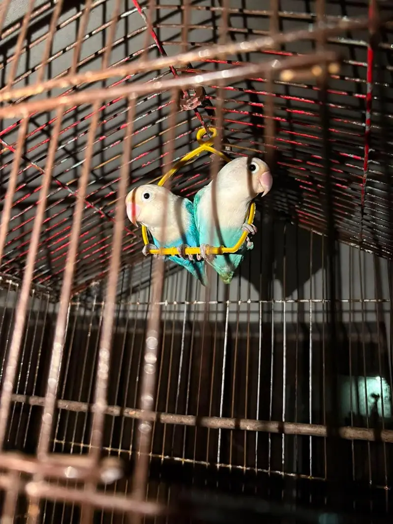 blue opaline Pair (Love Bird) — photo 2
