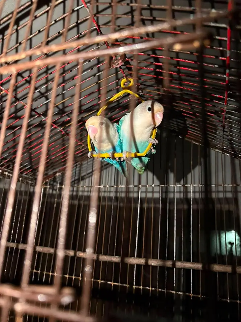 blue opaline Pair (Love Bird) — photo 3