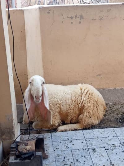 Dhamahk ki mushoor kaki kajli female