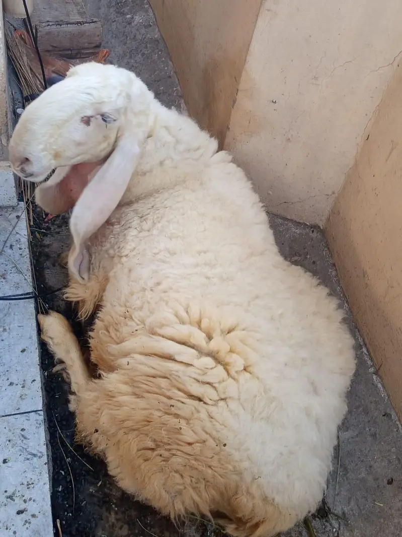 Dhamahk ki mushoor kaki kajli female — photo 2