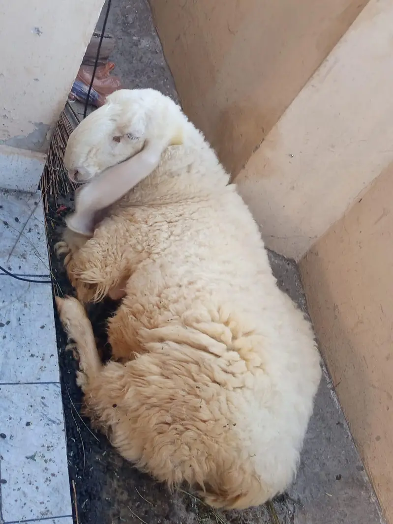 Dhamahk ki mushoor kaki kajli female — photo 3