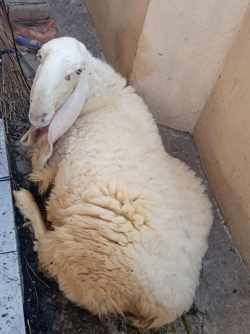 Dhamahk ki mushoor kaki kajli female — photo 4