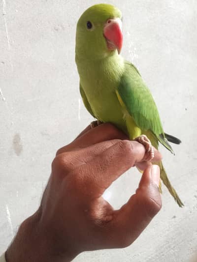 green parrot for sale