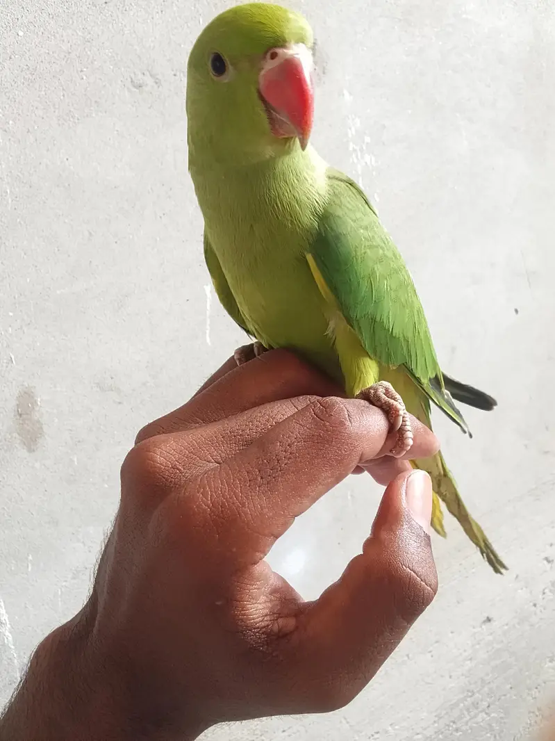 green parrot for sale — photo 2