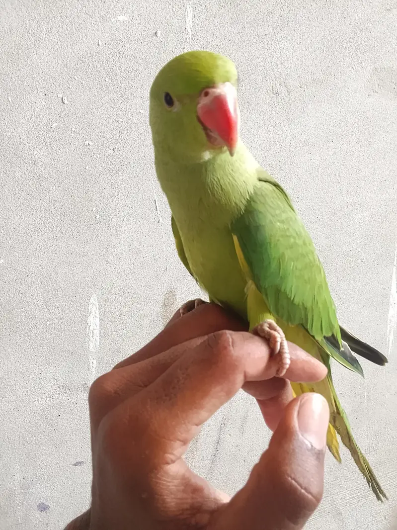 green parrot for sale — photo 3