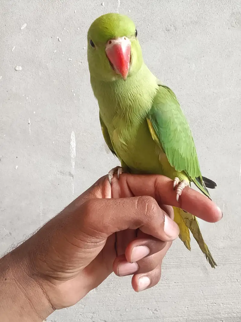 green parrot for sale — photo 4