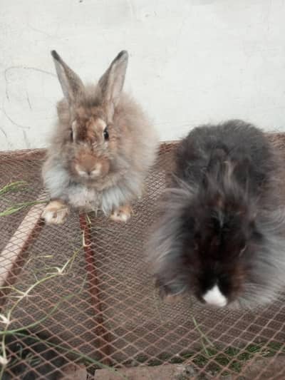 Fancy rabbit pair