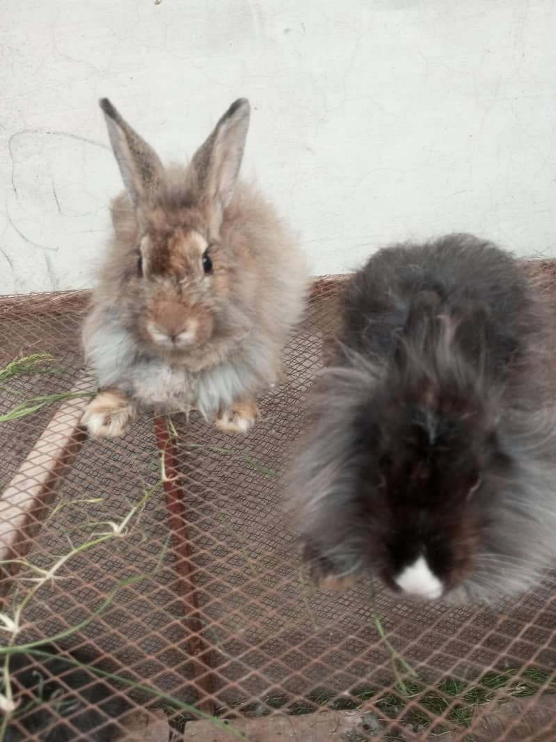 Fancy rabbit pair 0