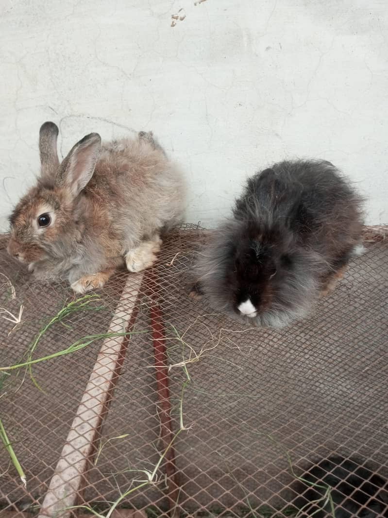 Fancy rabbit pair 1