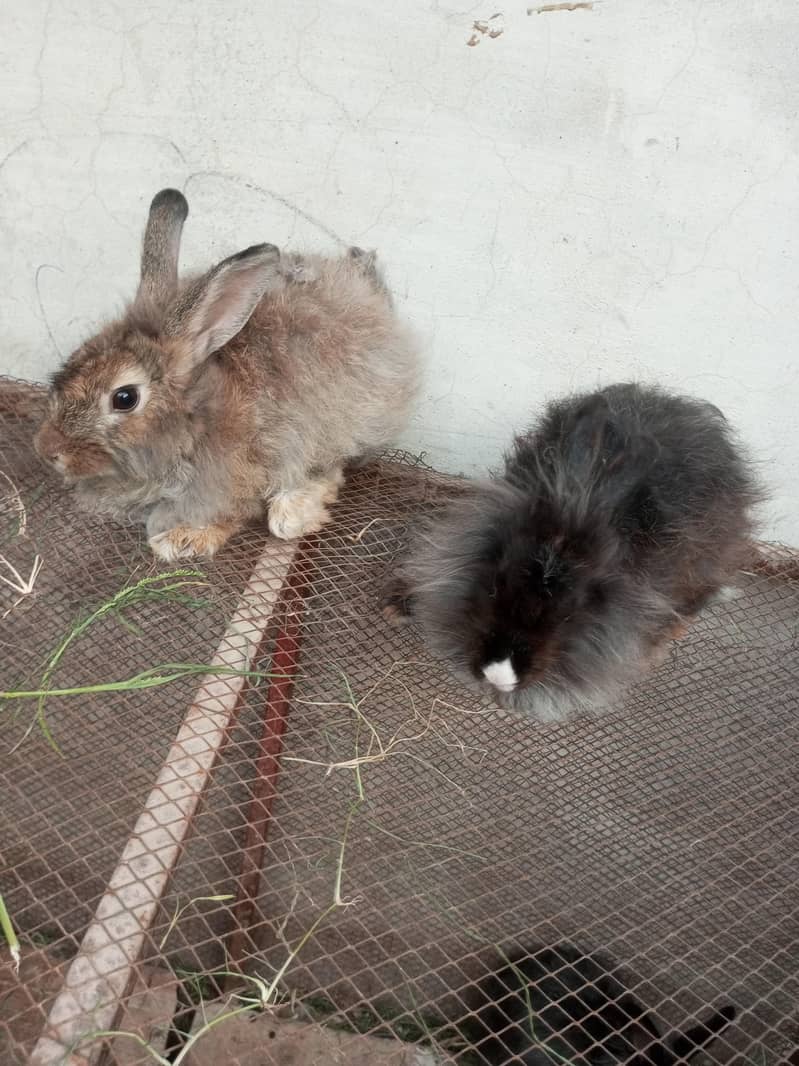 Fancy rabbit pair 2